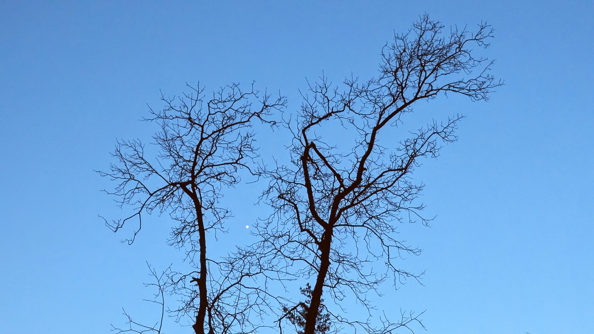 [Venus Rising]