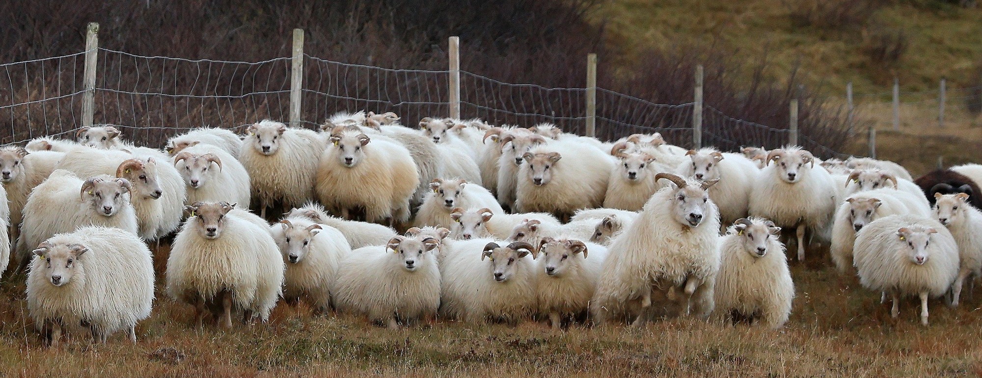[Sheep Near Höfn, Iceland]